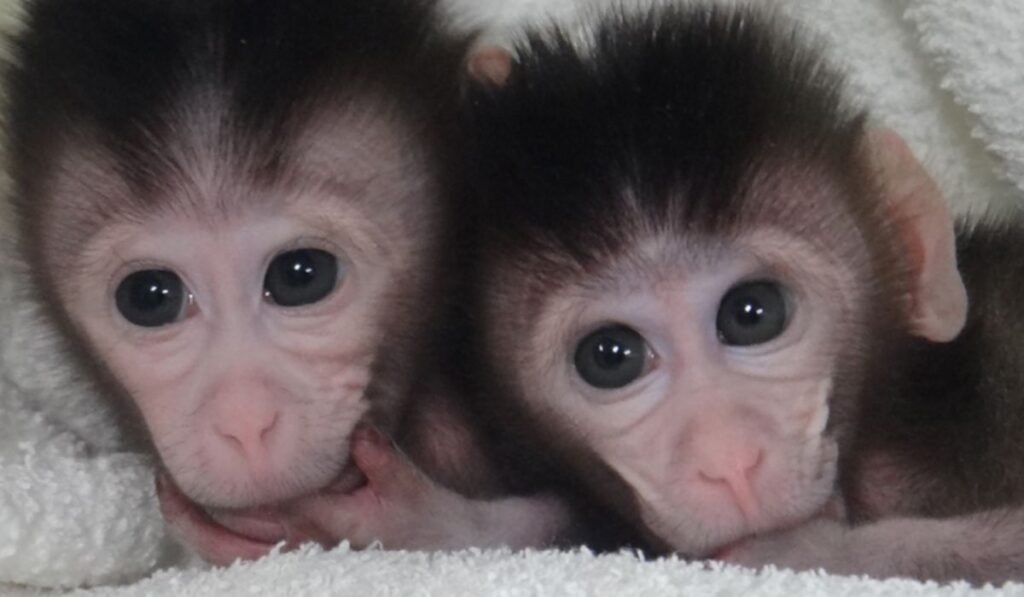 monkey-gg2-gameplay-experience-explained